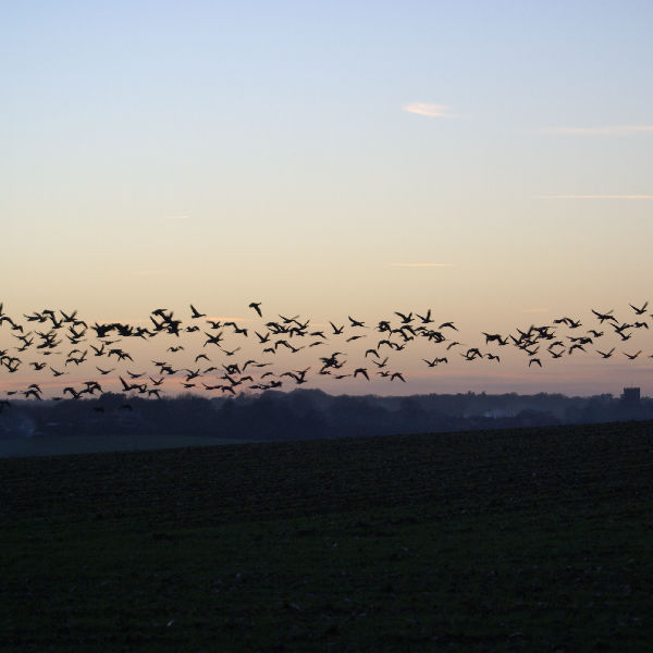 Geese take off at sunset